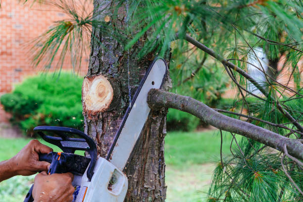 Emergency Storm Tree Removal in Tonkawa, OK